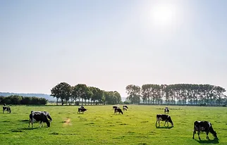 Cattle in Pasture